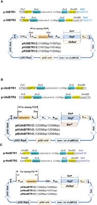 Frontiers | Development Of A Set Of Novel Binary Expression Vectors For ...